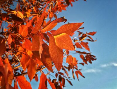 Orange fall leaves on a tree.